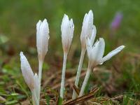 Weiße Herbstzeitlosen Blütengruppe mit Regentropfen